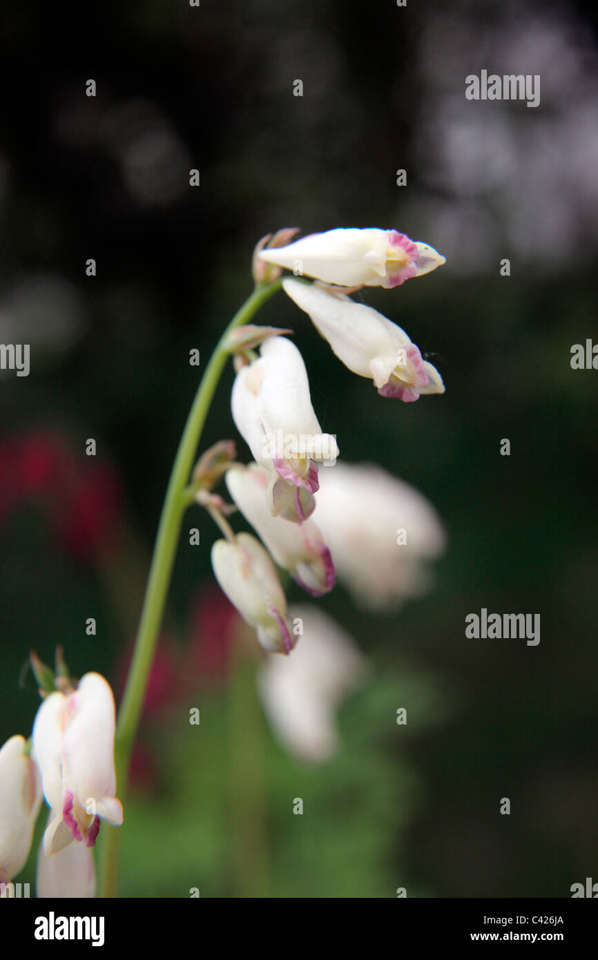 Dicentra formosa 'Langtrees' AGM Stock Photo Alamy