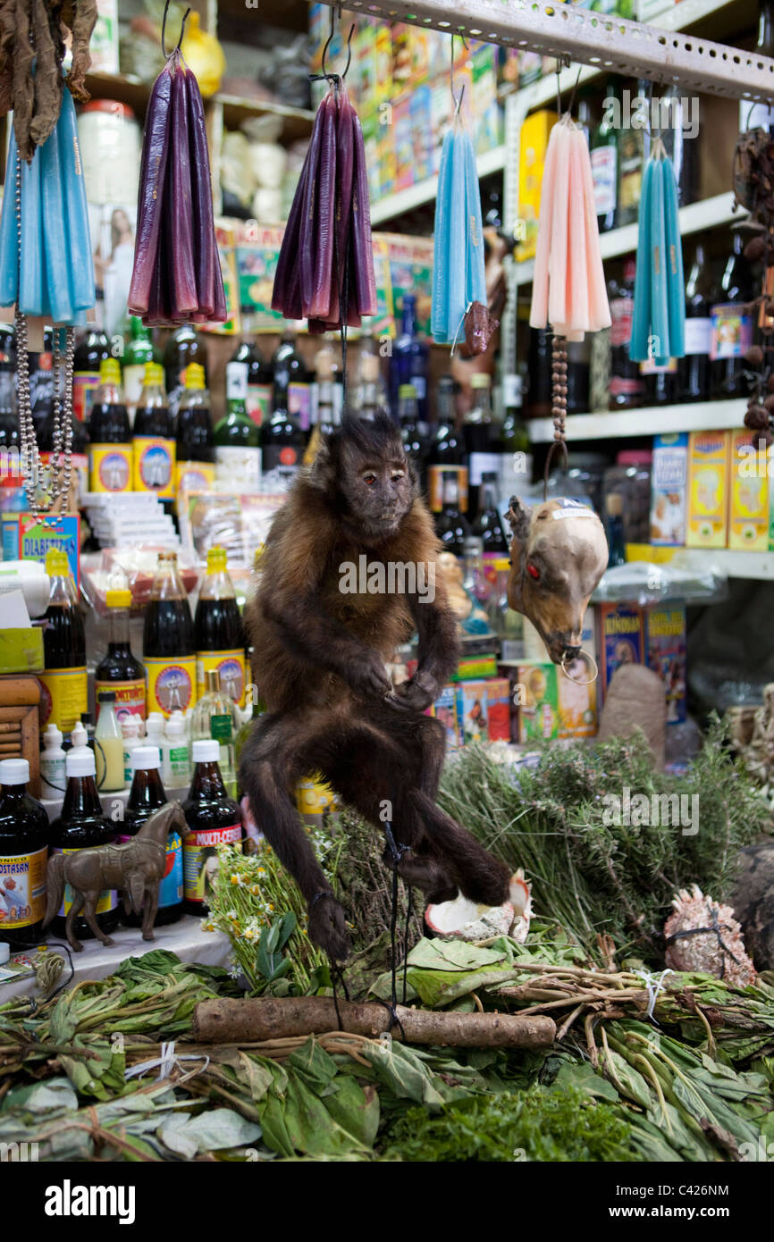 Monkey in Market