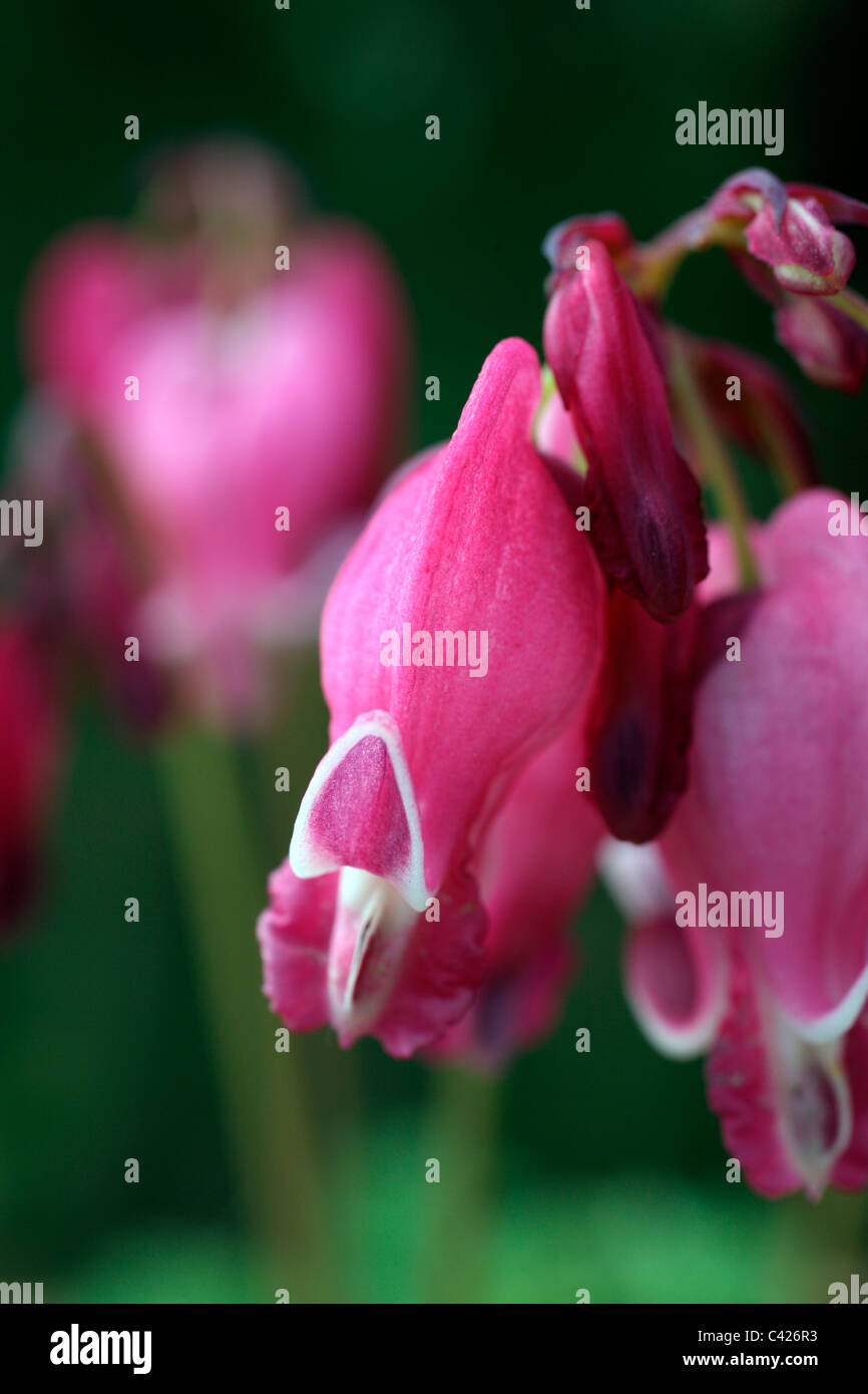 Dicentra 'King of Hearts' Stock Photo Alamy