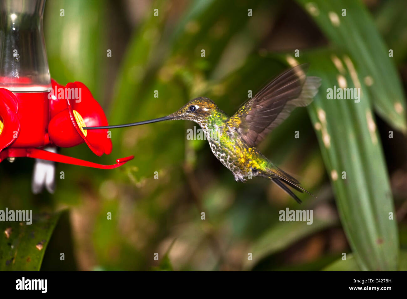 Sword-billed hummingbird ( Ensifera Ensifera ) at feeder Stock Photo