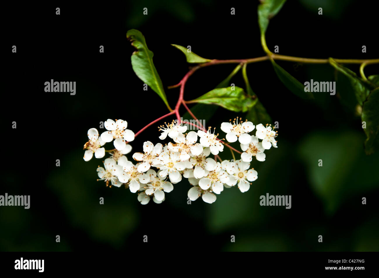 Pyracantha flowers against a dark natural background. UK Stock Photo