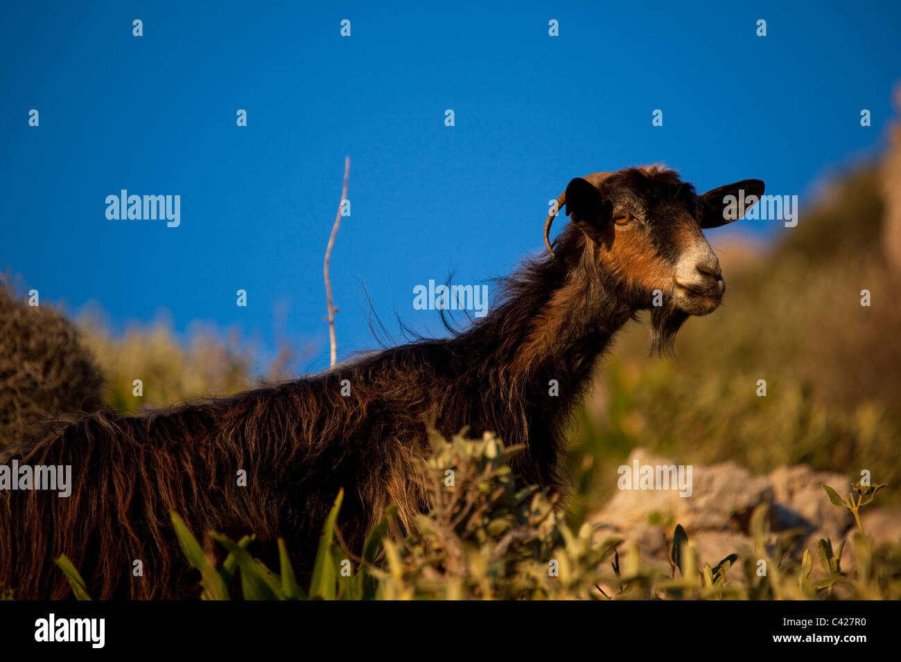 Domestic, free range goat, Crete Stock Photo