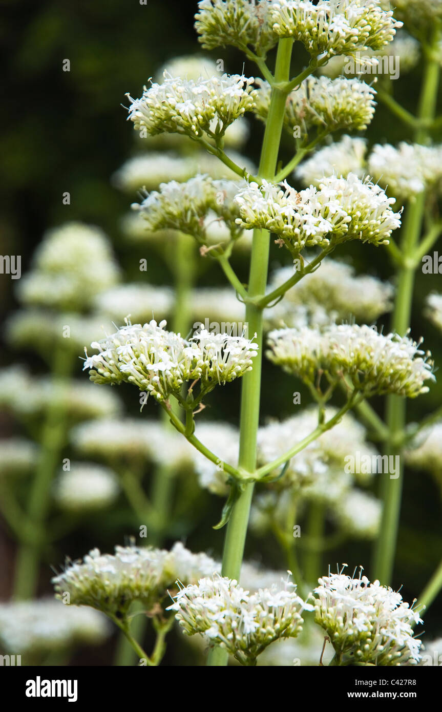 White Valerian, bee friendly, flowers. UK ( Valerian ruber Albus Stock