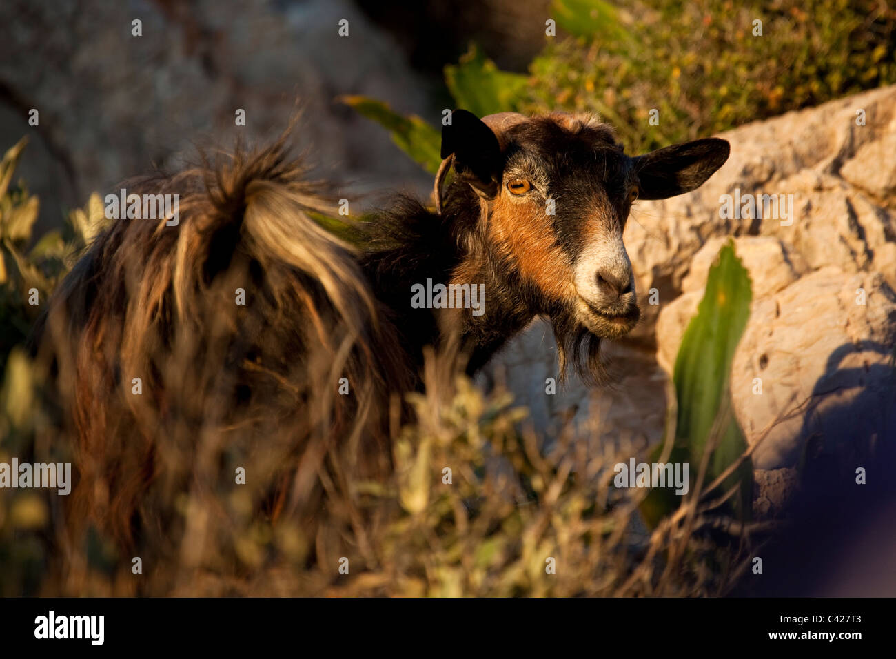 Domestic, free range goat, Crete Stock Photo