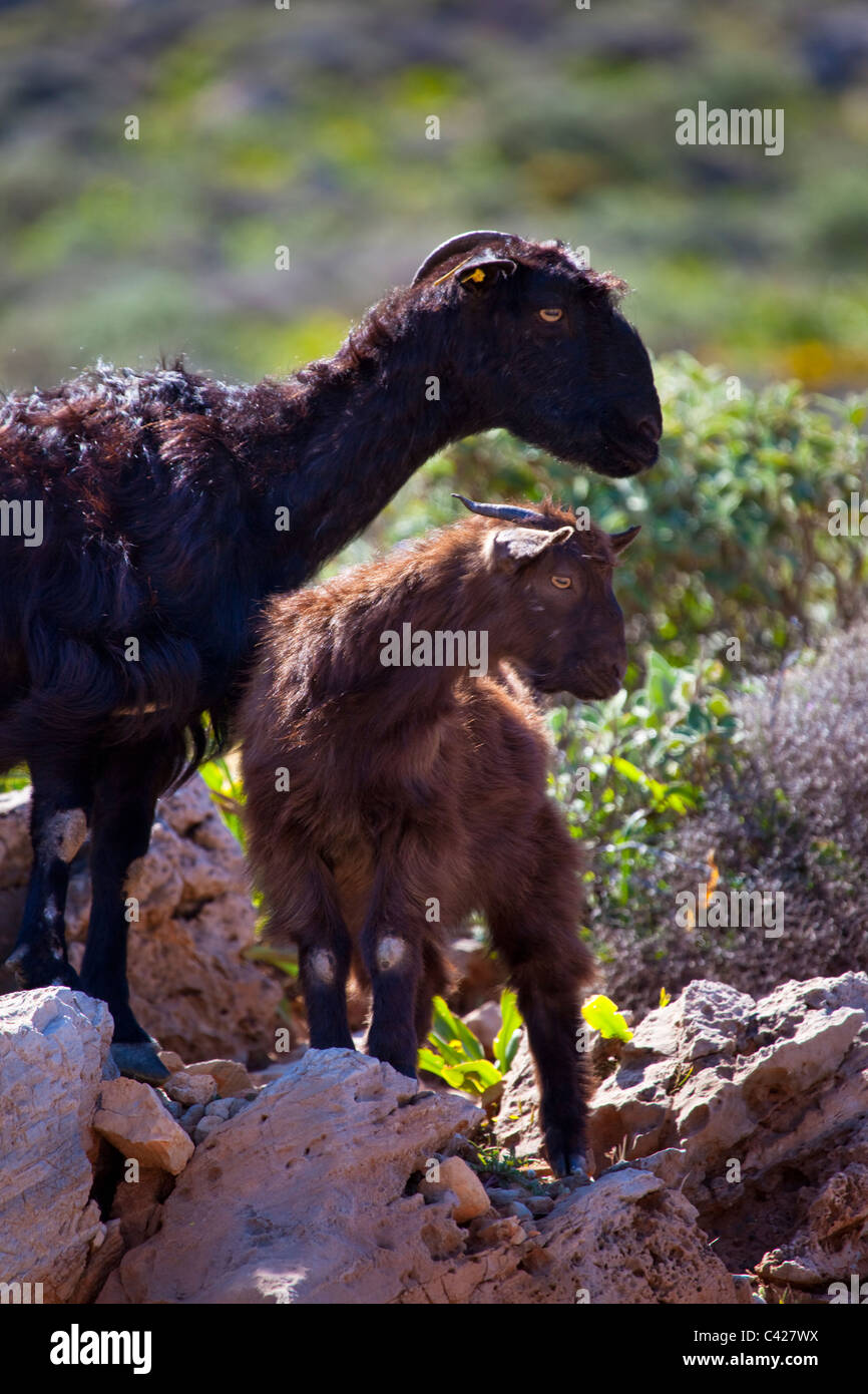 Domestic, free range goat and kid Crete Stock Photo