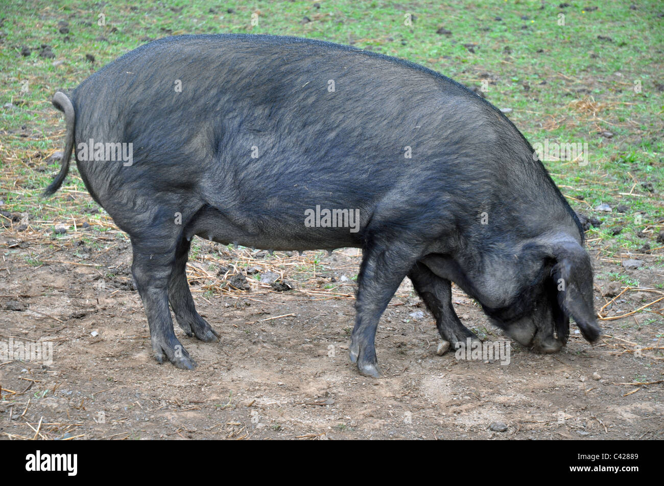 Tavistock, Devon, England a Large Black pig on a free range farm Stock
