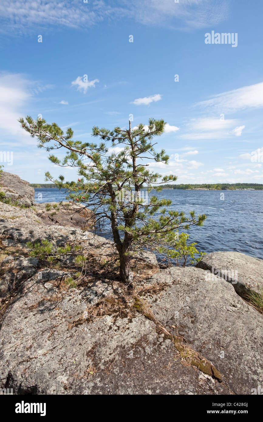 pine growing on cliff Finland Europe Stock Photo