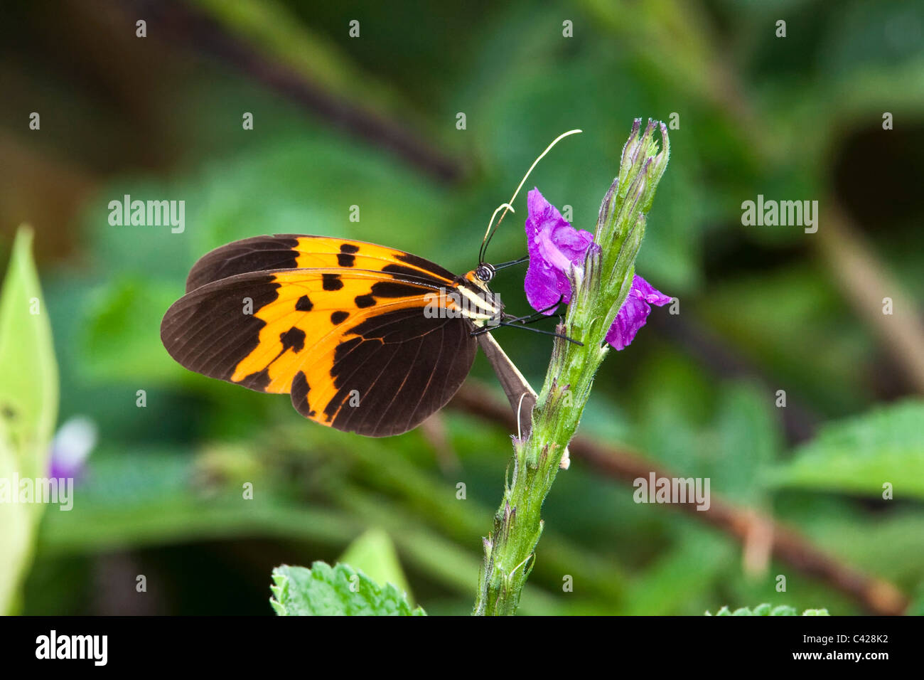 Peru, San Pedro, Manu National Park, Cloud forest. Butterfly. UNESCO World Heritage Site. Stock Photo