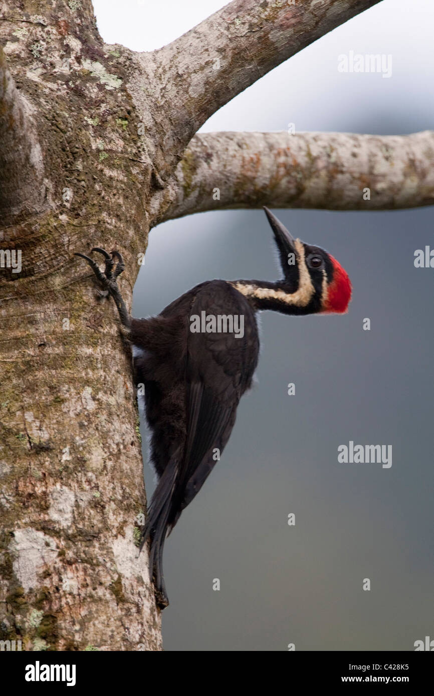Peru, San Pedro, Manu National Park, Cloud forest. Crimson-crested Woodpecker ( Campephilus melanoleucos ). Stock Photo