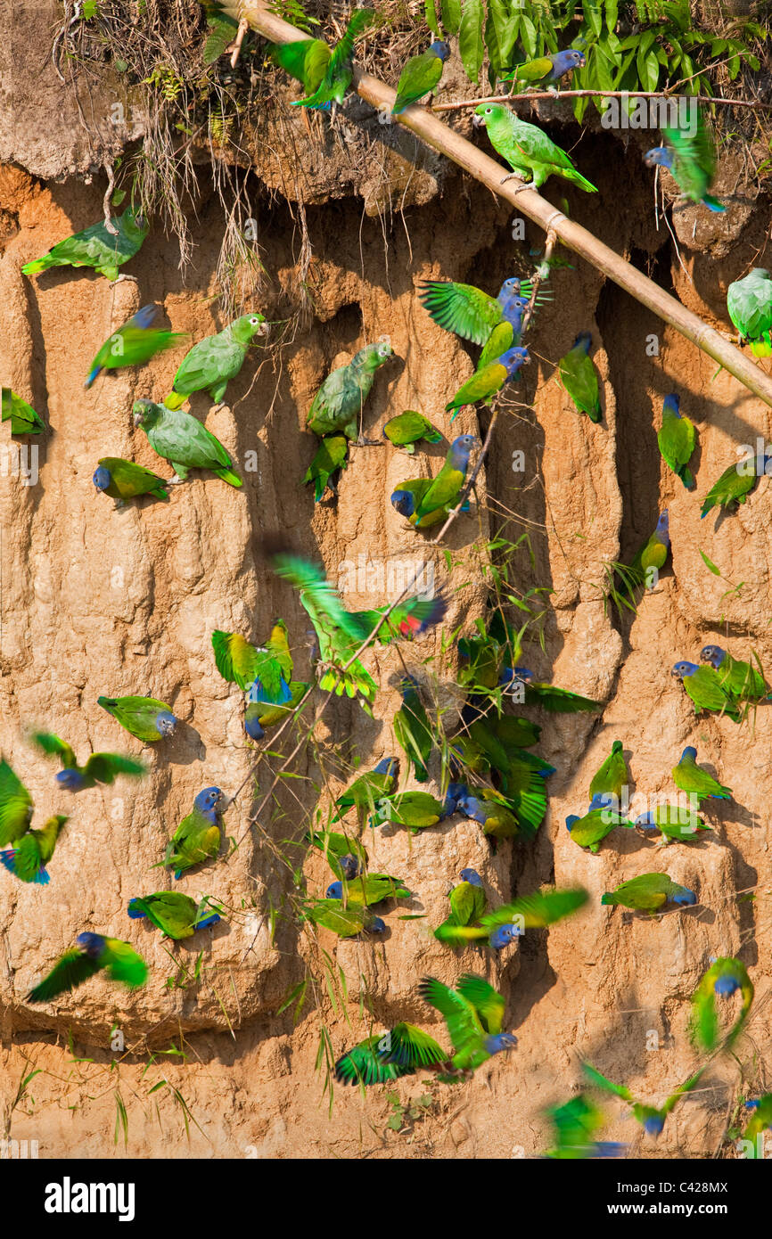 Mealy Parrots (Amazona farinosa) and Blue Headed Parrots ( Pionus menstruus ) ingesting clay from Tambo Blanquillo clay lick. Stock Photo