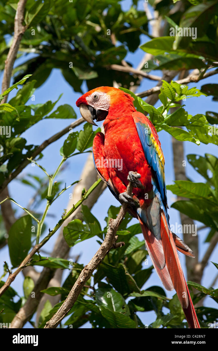 Peru, Boca Manu, Blanquillo, Manu National Park, UNESCO World Heritage Site, Scarlet Macaw (Ara macao). Captivity. Stock Photo