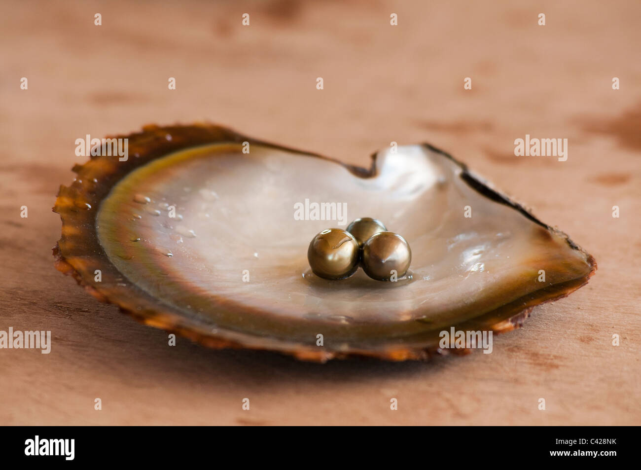 Pearls on oyster shell at Civa Fiji Pearls Ltd., Taveuni, Fiji. Stock Photo