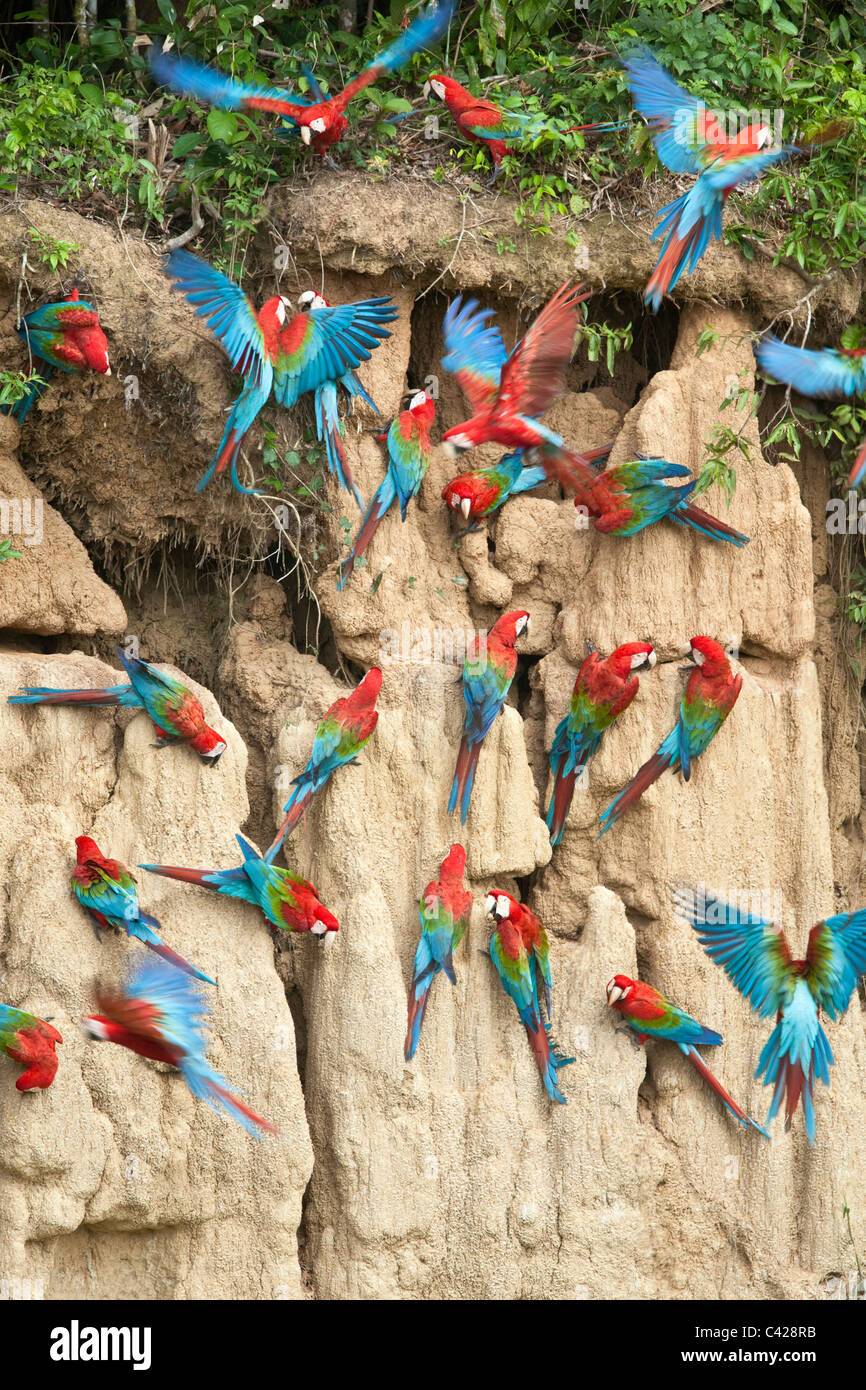 Manu National Park, Red and Green Macaws ( Ara chloroptera ) ingesting clay from Tambo Blanquillo clay lick. Stock Photo
