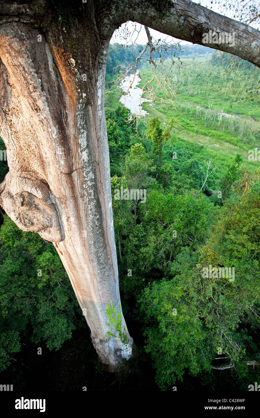 Manu National Park, View from canopy platform ( 40m high ) on Kapok ...