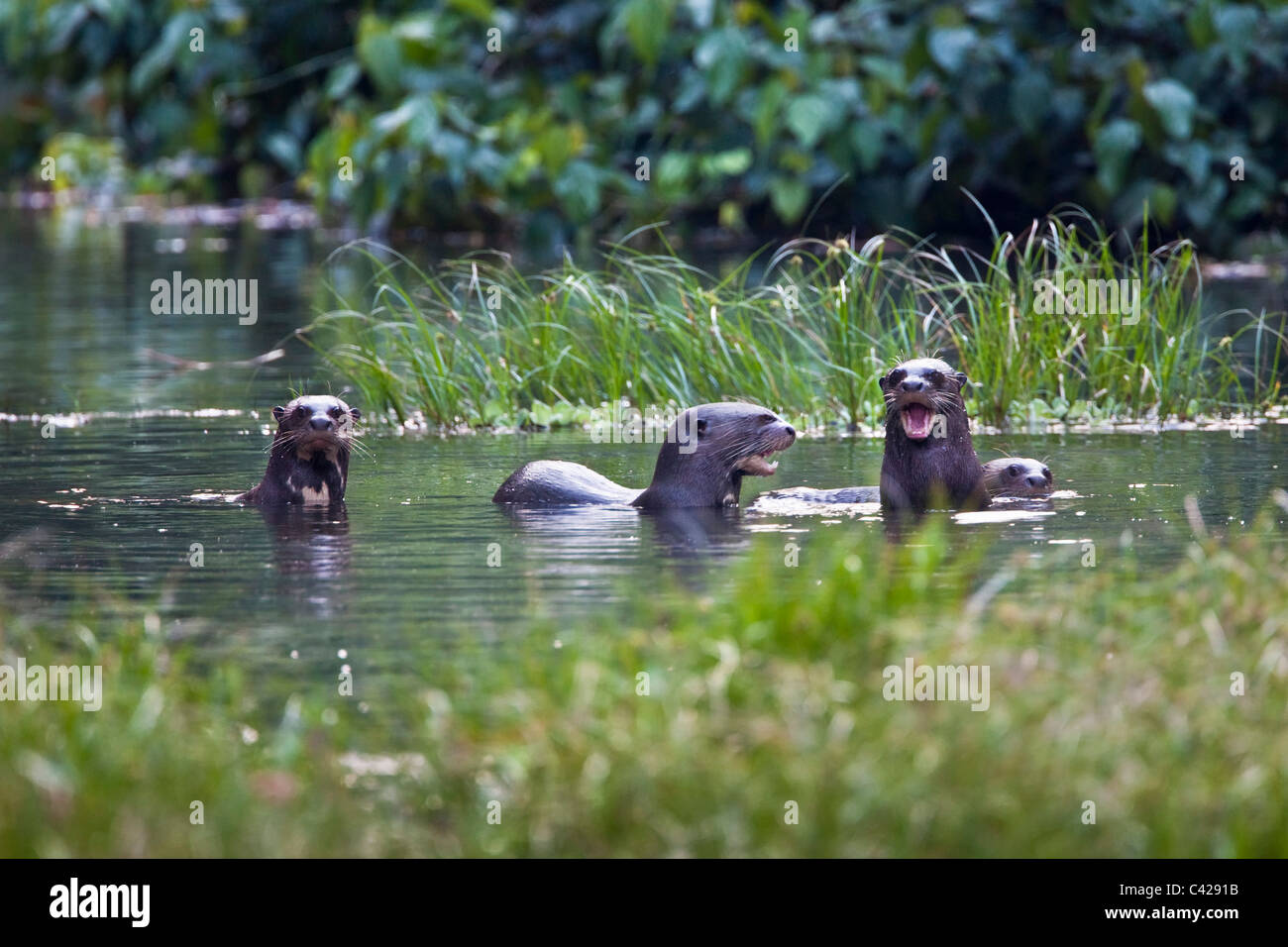 Peru, Boca Manu, Blanquillo, Manu National Park, UNESCO World Heritage Site. Giant otters, ( Pteronura brasiliensis ). Stock Photo