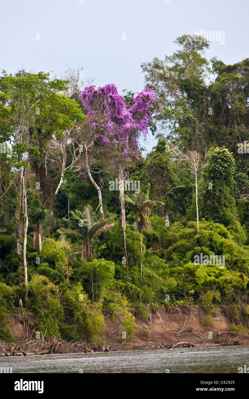 Peru, Boca Manu, Blanquillo, Manu National Park, UNESCO World Heritage Site. Flowering tree along the Alto Madre de Dios River. Stock Photo