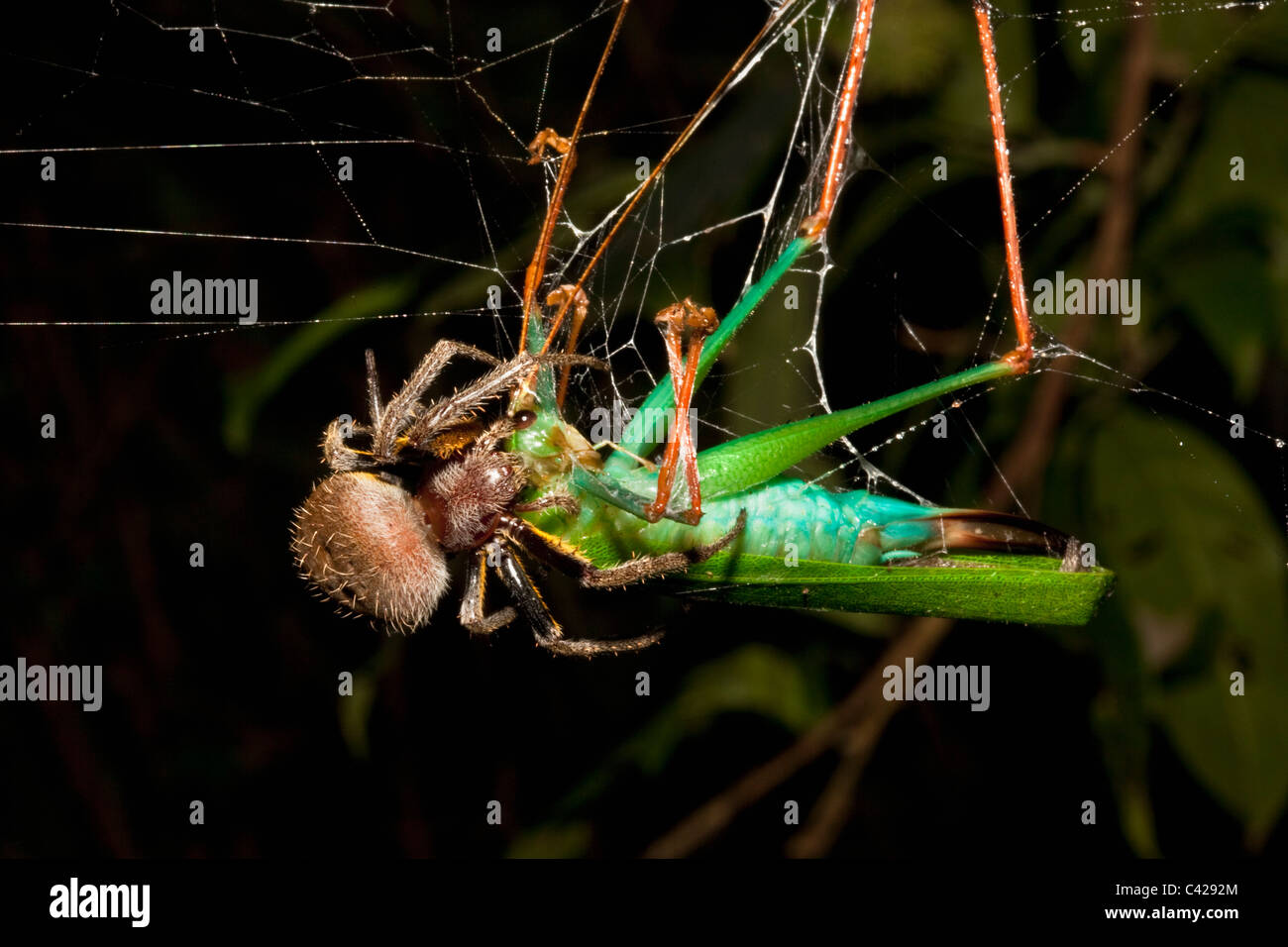 Peru, Boca Manu, Blanquillo, Manu National Park, UNESCO World Heritage Site. Spider eating praying mantis in web. Stock Photo