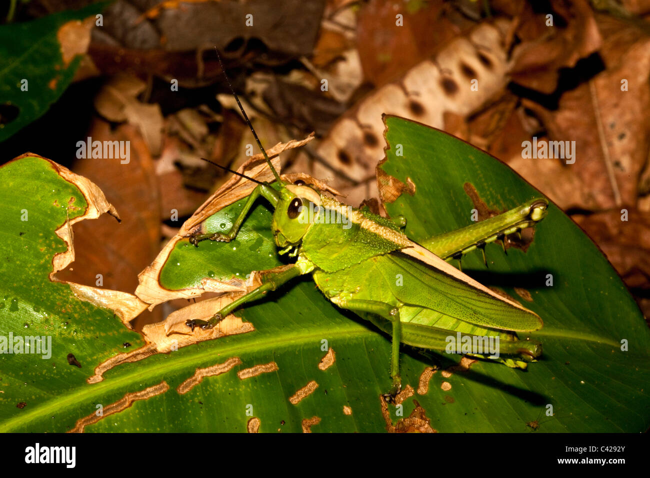 Peru, Boca Manu, Blanquillo, Manu National Park, UNESCO World Heritage Site. Grasshopper. Stock Photo