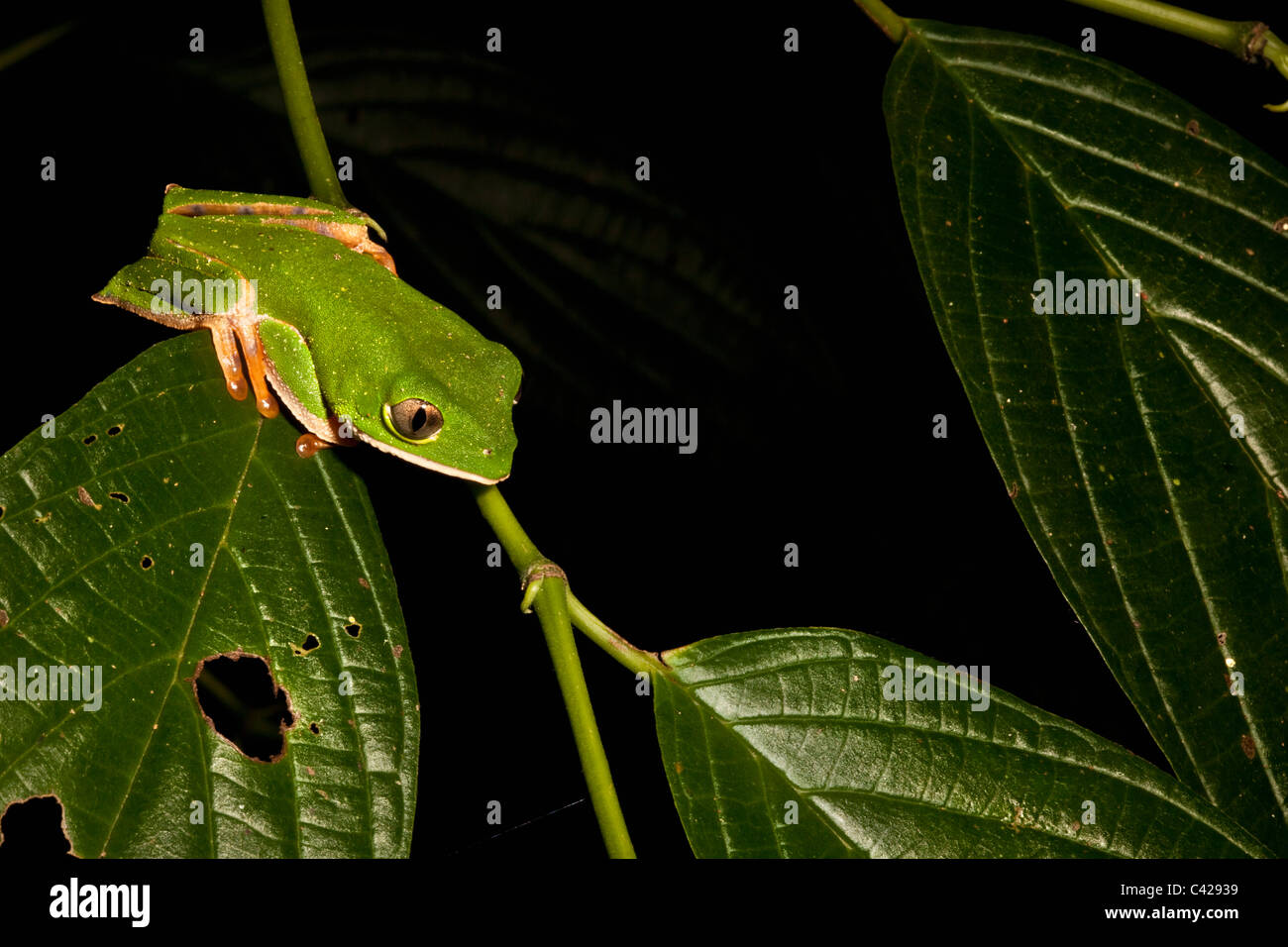 Peru, Boca Manu, Blanquillo, Manu National Park, UNESCO World Heritage Site. Leaf frog. Stock Photo
