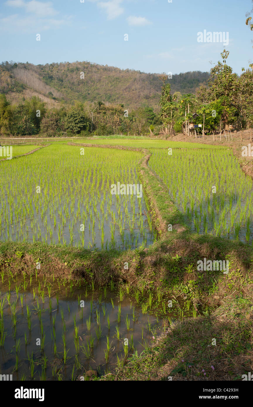 lush green rice paddy fields in Luang Prabang the old Royal capital of Laos Stock Photo