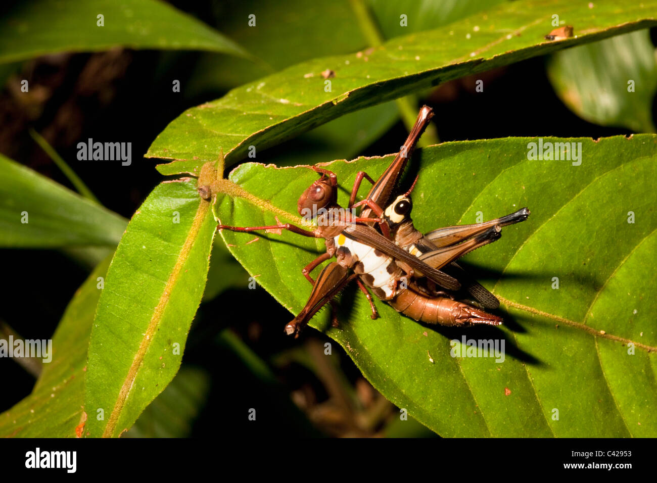 Peru, Boca Manu, Blanquillo, Manu National Park, UNESCO World Heritage Site. Male and female grasshopper mating. Stock Photo