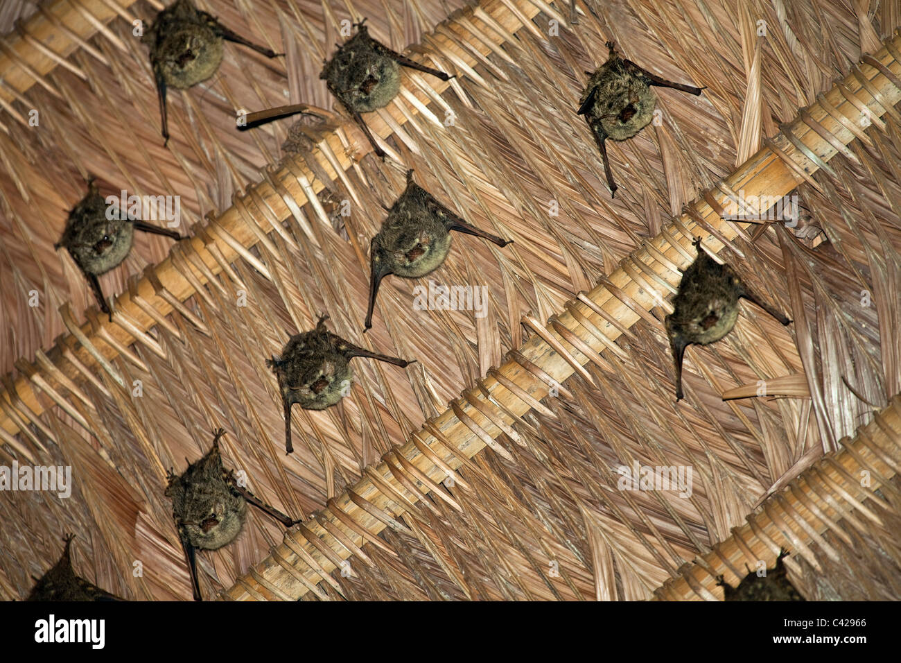 Peru, Boca Manu, Blanquillo, Manu National Park, UNESCO World Heritage Site. Bats. Stock Photo