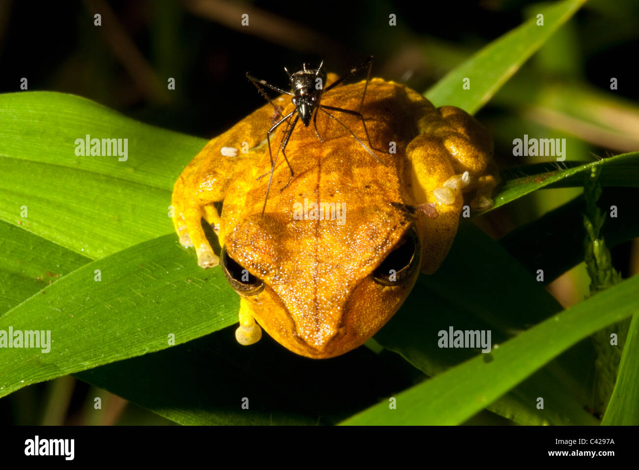 Peru, Boca Manu, Blanquillo, Manu National Park, UNESCO World Heritage Site. Leaf frog and ant. Stock Photo