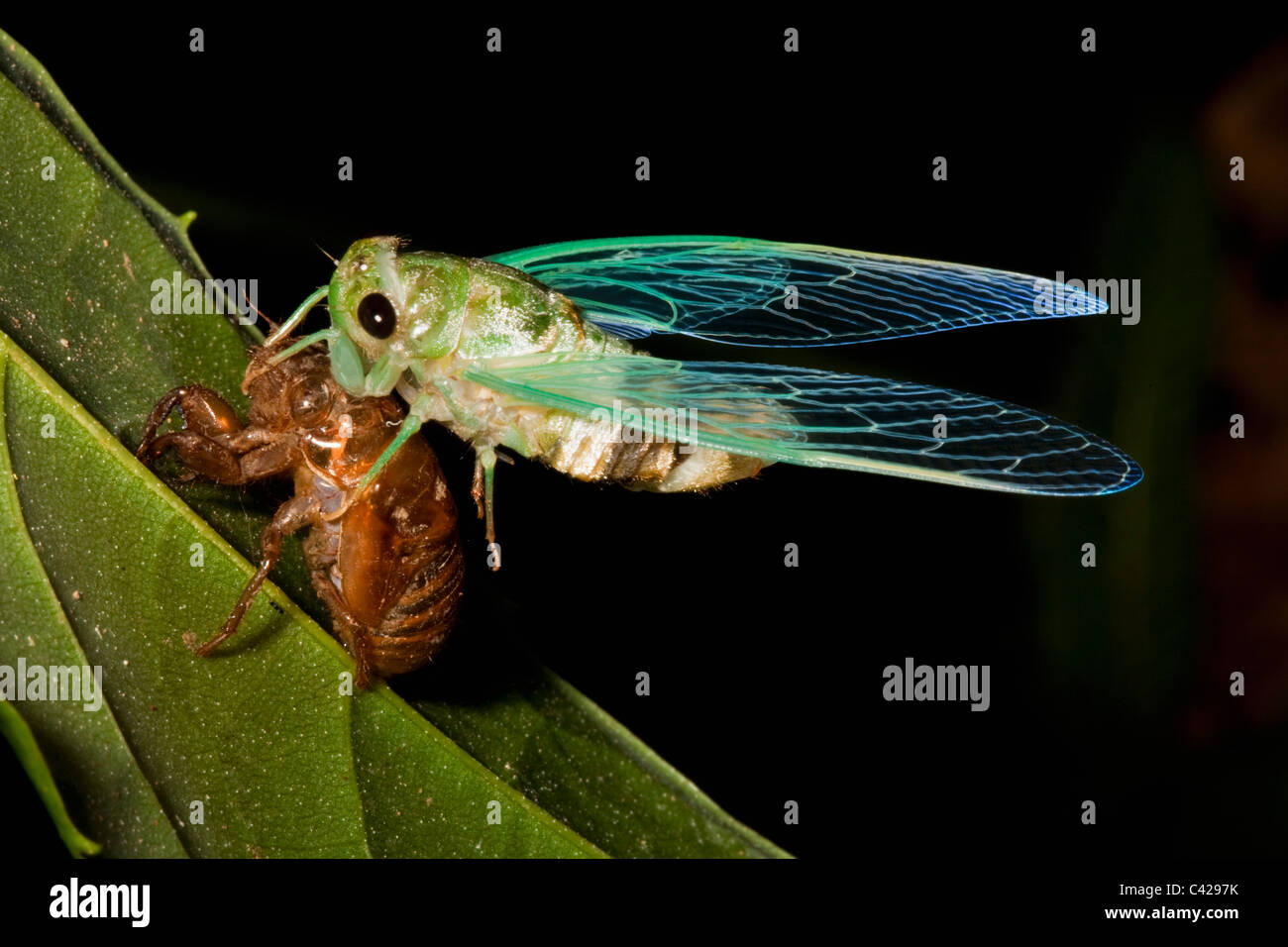 Peru, Boca Manu, Blanquillo, Manu National Park, UNESCO World Heritage Site. Cicada nymph coming out pupa. Stock Photo