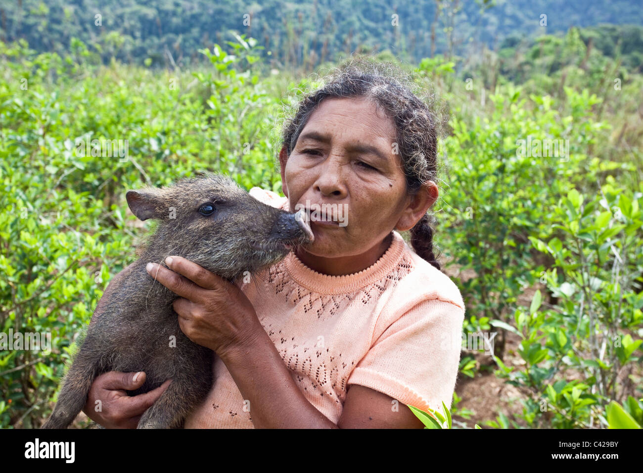 Peru, Atalaya, Coca plantation. Woman with pecary. Stock Photo