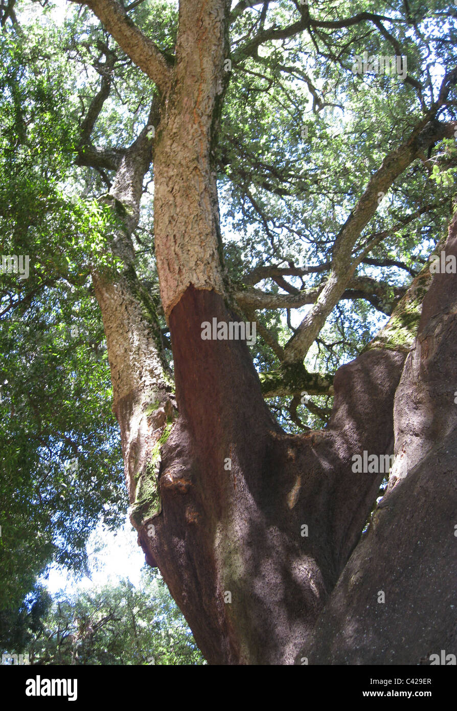 Harvested stripped cork tree, Portugal Stock Photo - Alamy