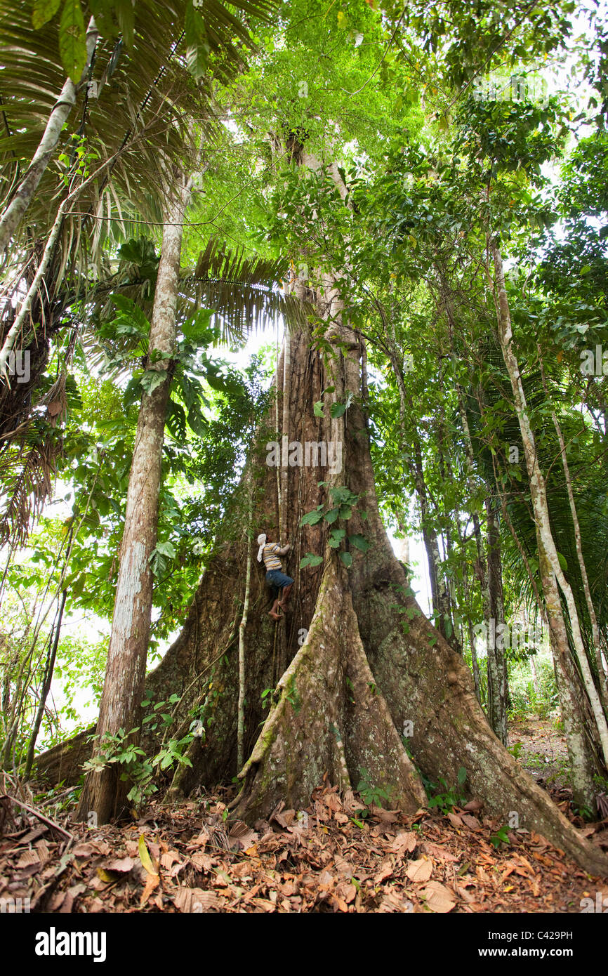 Peru, Boca Manu, Manu Wildlife Centre, Guide in big tree. Stock Photo