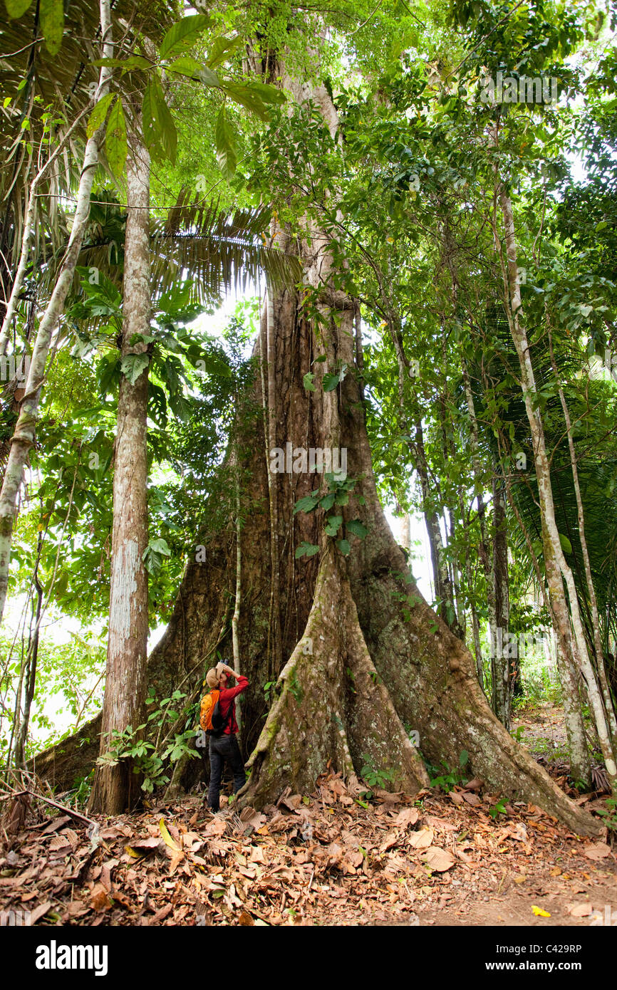 Tree Manu Peru, Boca Manu, Manu Wildlife Centre, Tourist, woman, looking at big ...