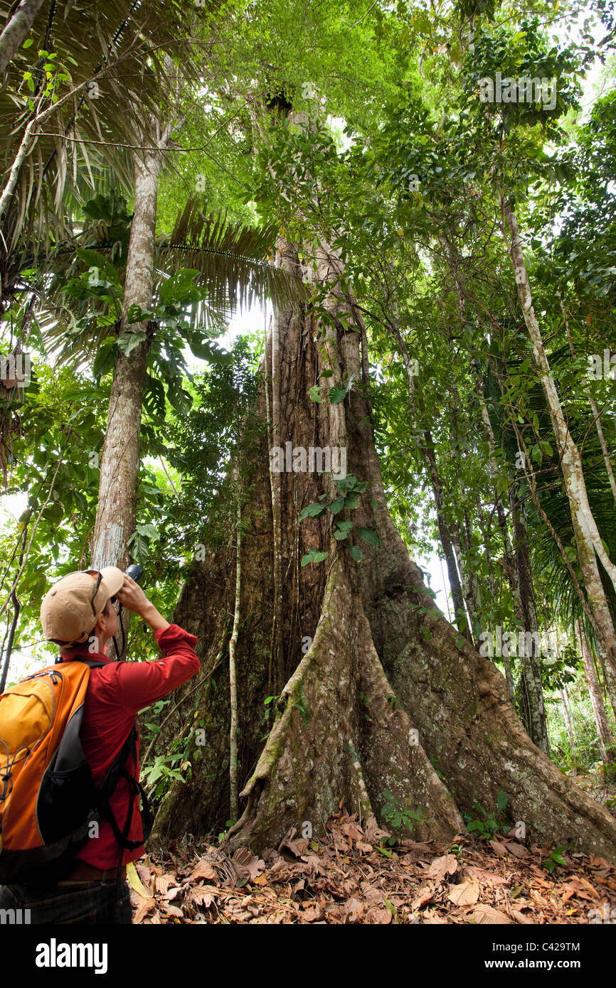 Tree Manu Peru, Boca Manu, Manu Wildlife Centre, Tourist, woman, looking at big ...