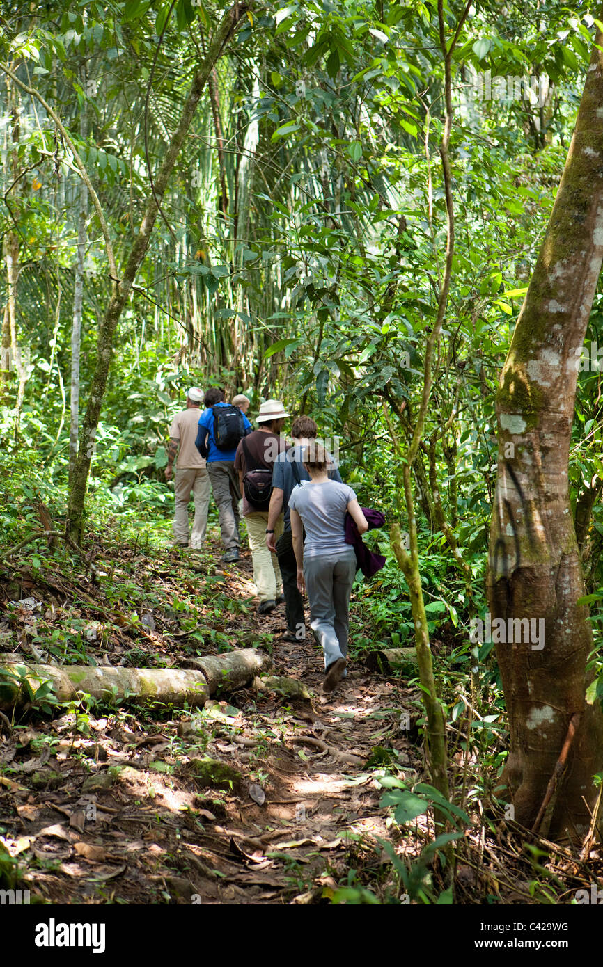 Peru, Boca Manu, Manu National Park, UNESCO World Heritage Site, Tourists hiking in forest. Stock Photo