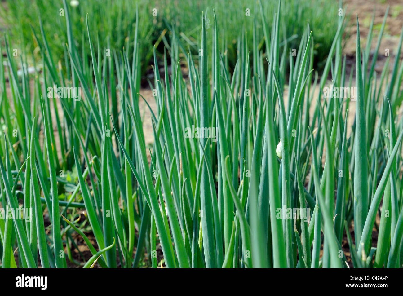 Chinese onion hi-res stock photography and images - Alamy