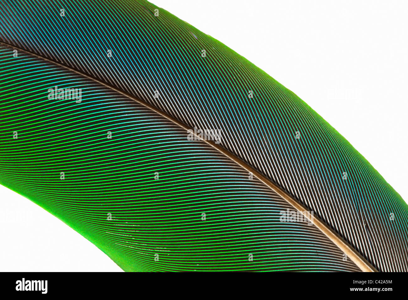 Green Feather Stock Photos and Pictures - 1,489,156 Images