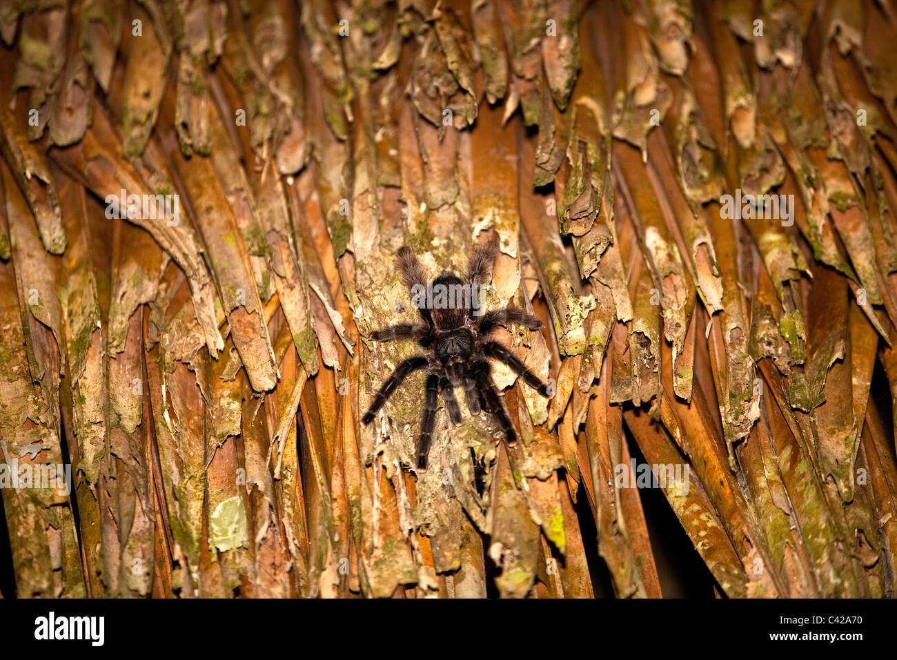 Peru, Cruz de Mayo, Manu National Park, UNESCO World Heritage Site, Pantiacolla mountains. Tarantula spider. Stock Photo
