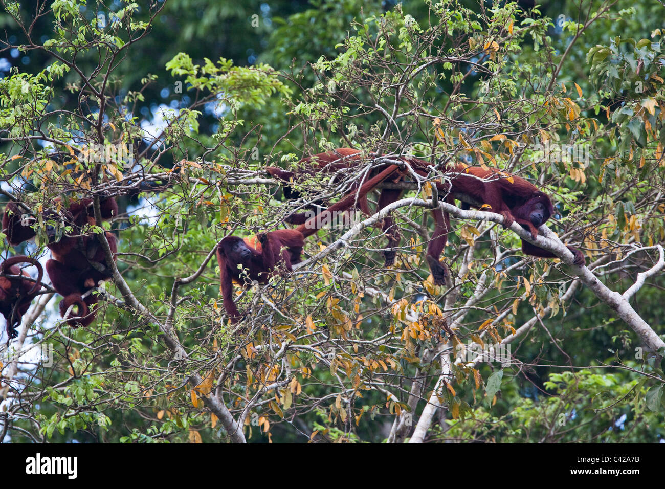 Peru, Cruz de Mayo, Manu National Park, Pantiacolla mountains. Red Howler monkeys ( Alouatta Seniculus ). Stock Photo