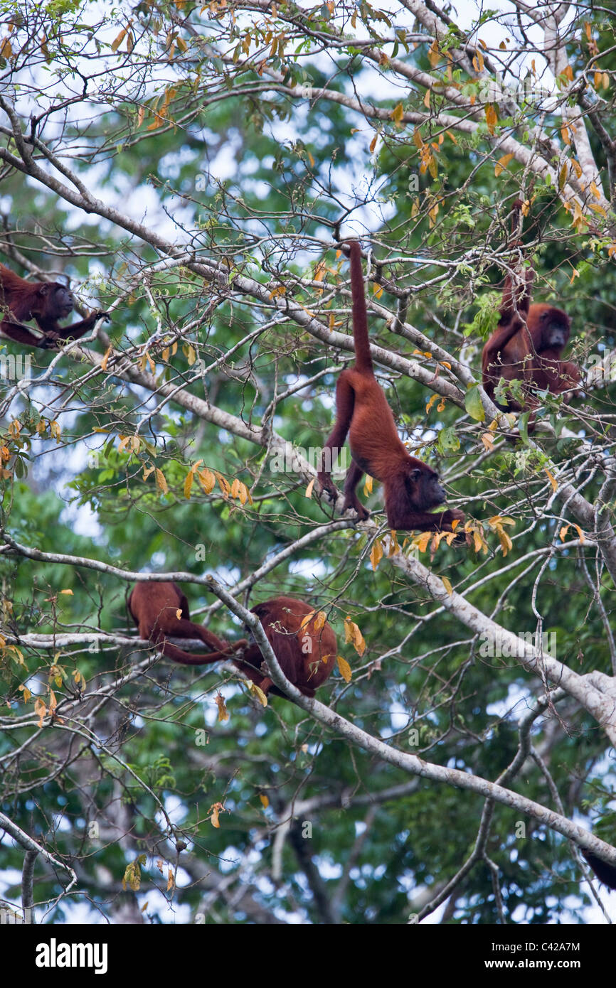 Peru, Cruz de Mayo, Manu National Park, Pantiacolla mountains. Red Howler monkeys ( Alouatta Seniculus ). Stock Photo