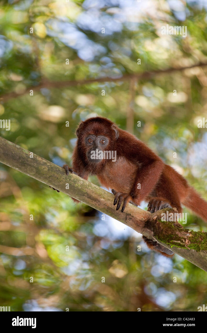 Peru, Cruz de Mayo, Manu National Park, Pantiacolla mountains. Red Howler monkey ( Alouatta Seniculus ). Young. Stock Photo