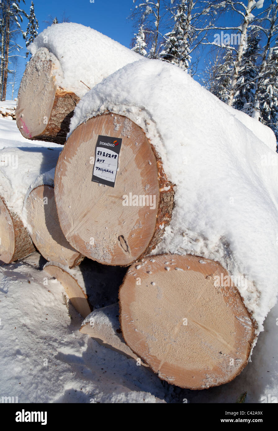 Sold and tagged top quality spruce ( picea abies )  and pine ( pinus sylvestris ) logs , Finland Stock Photo