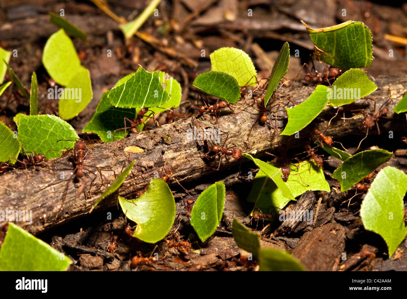 leaf cutter ants nest