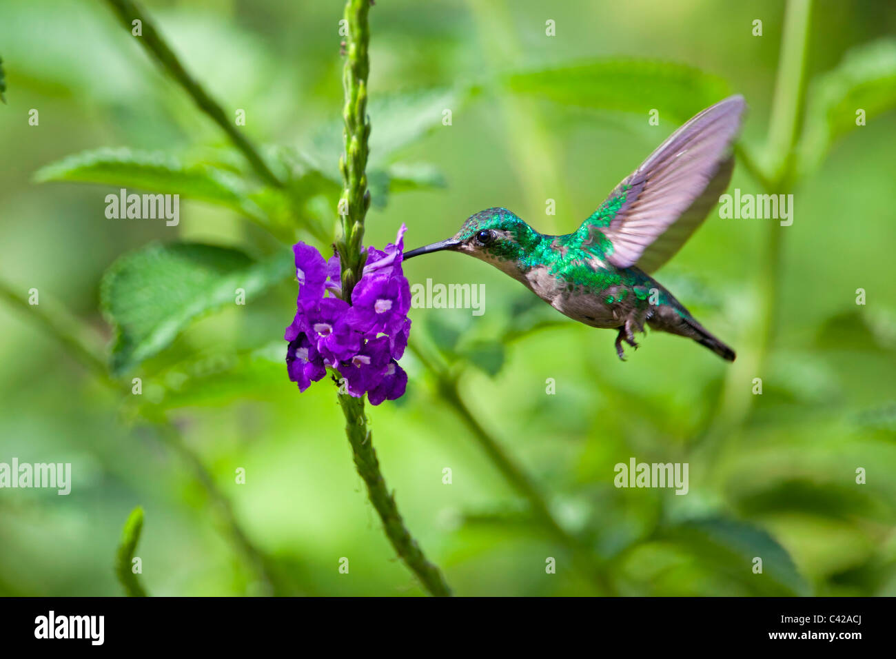 Peru, Cruz de Mayo, Manu National Park, Pantiacolla mountains. Grey-breasted Sabrewing hummingbird (Campylopterus largipennis). Stock Photo