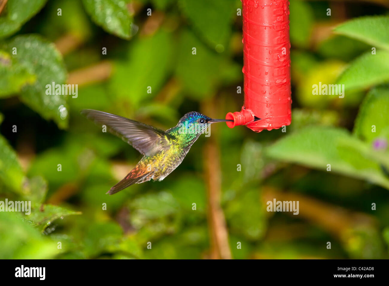 Manu National Park, Pantiacolla mountains. Golden Tailed Sapphire Hummingbird ( Chrysuronia Oenone ). Male. At feeder. Stock Photo
