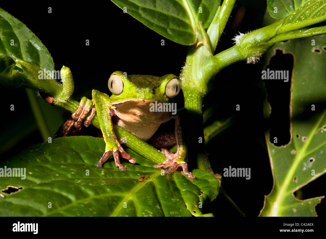 Peru, Cruz de Mayo, Manu National Park, Pantiacolla mountains. White lined leaf frog ( (Phyllomedusa vaillanti ). Stock Photo