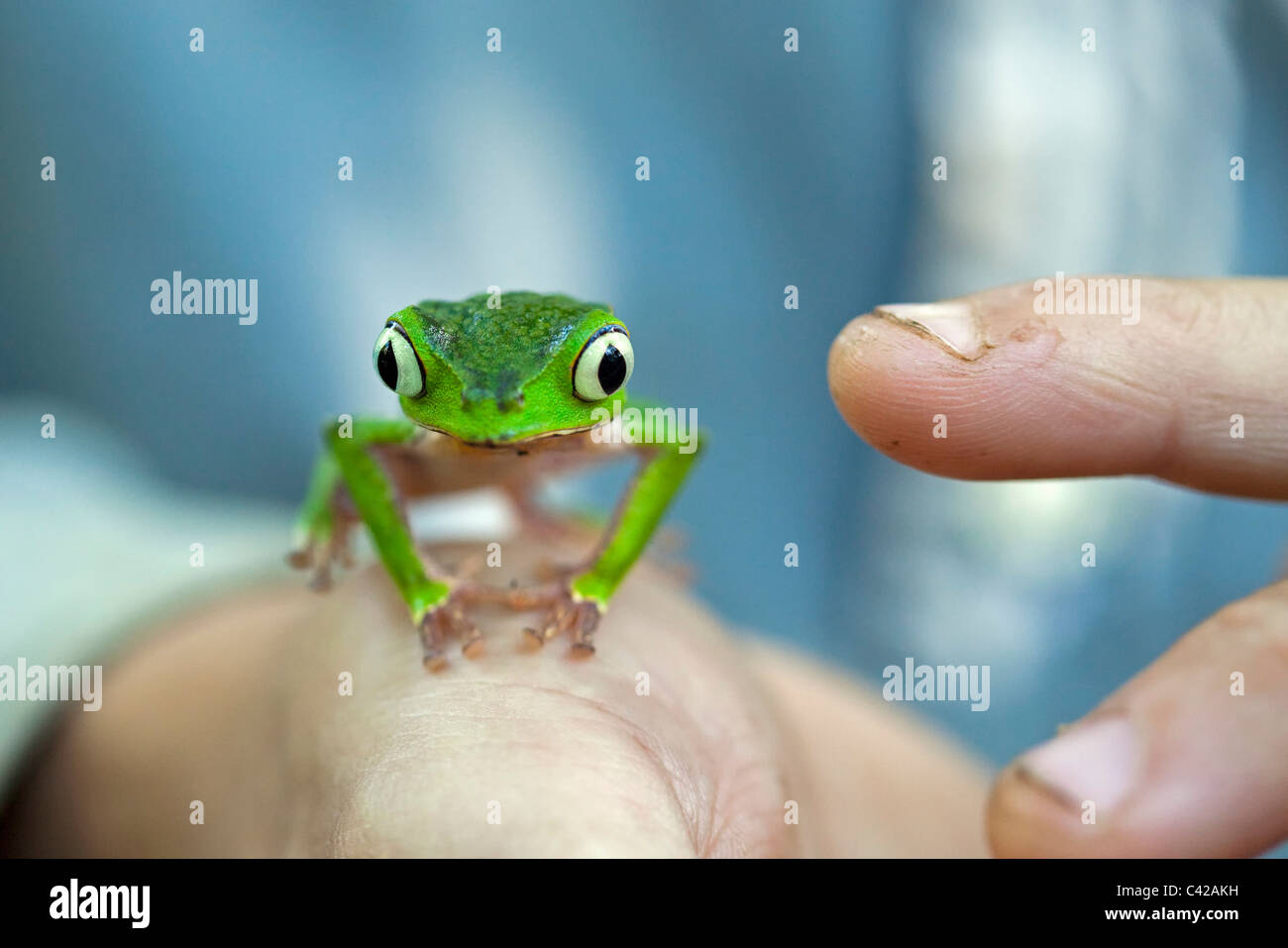 White lined leaf frog ( (Phyllomedusa vaillanti ) on hand of researcher / biologist / herpetologist. Stock Photo