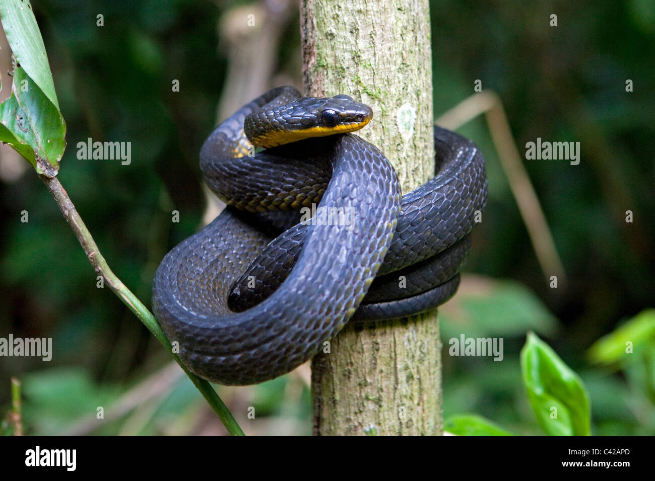 Peru, Cruz de Mayo, Manu National Park, UNESCO World Heritage Site, Pantiacolla mountains. Snake. Stock Photo