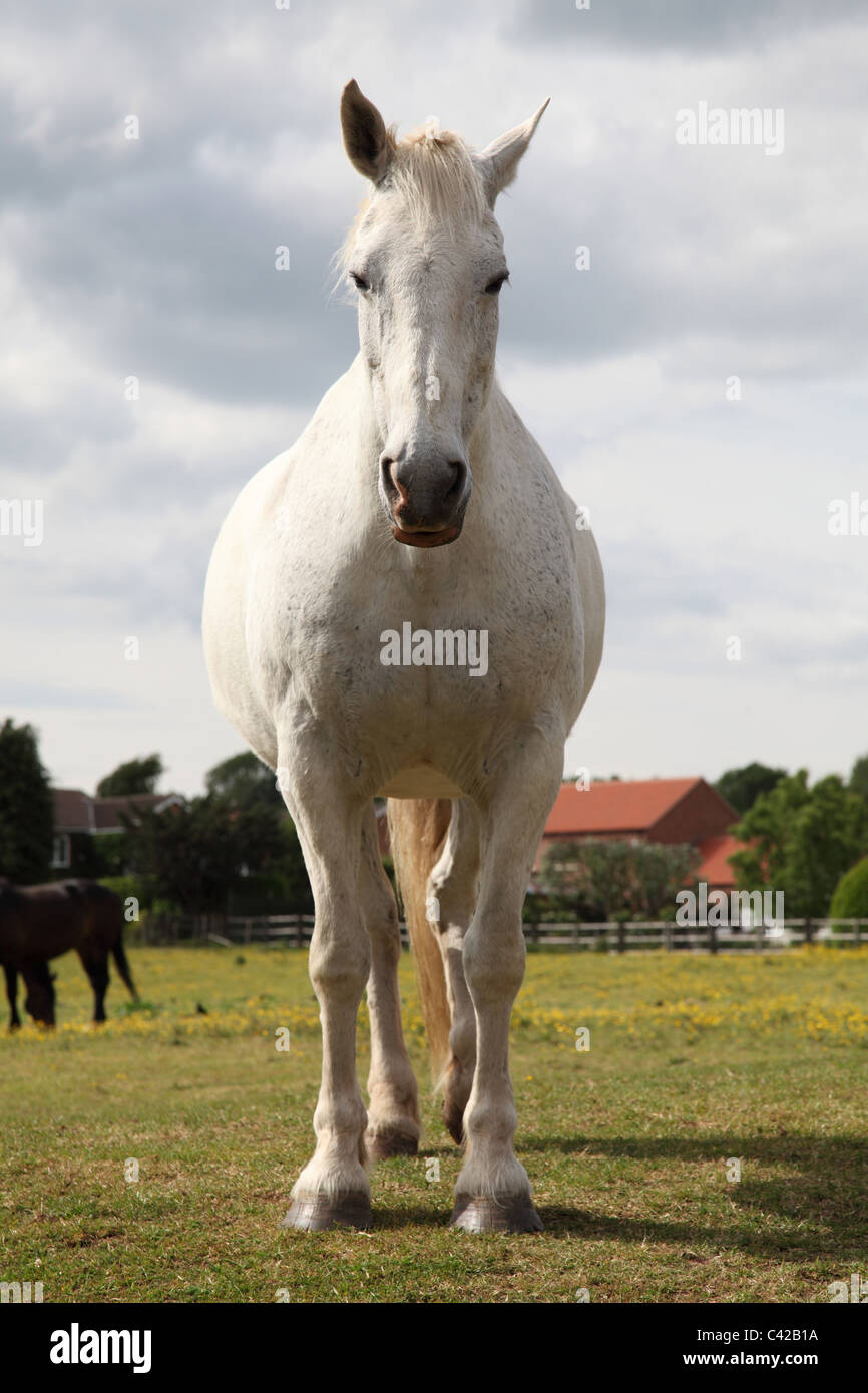 A horse in a paddock in the U.K. Stock Photo