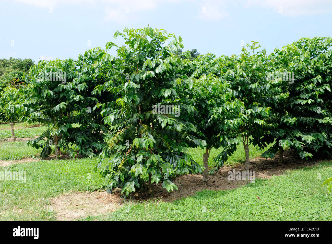 Coffee Bean Plants Kona Hawaii Pacific Ocean Stock Photo Alamy