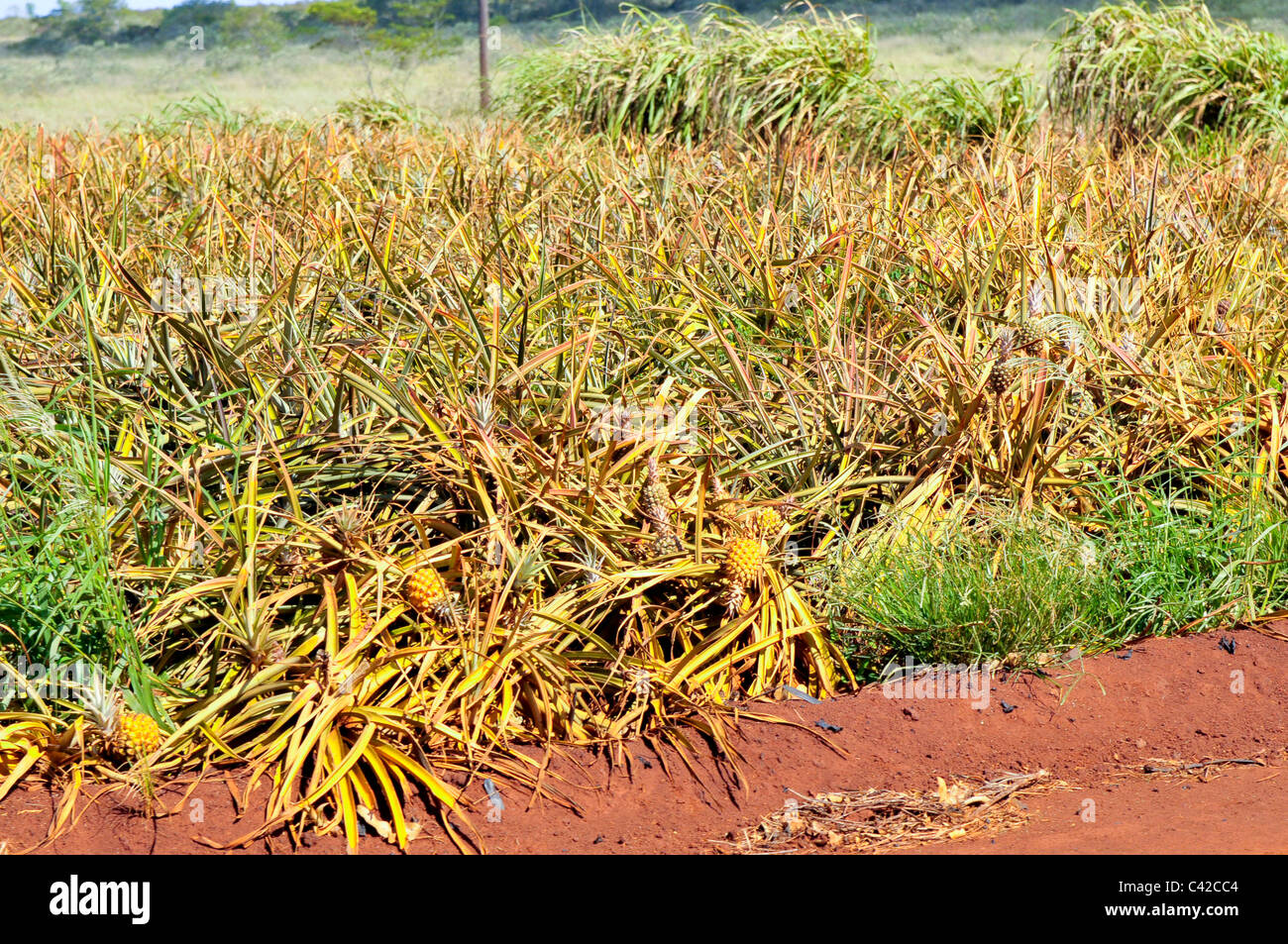 Pineapple Field Dole Plantation Wahiawa Honolulu Hawaii Oahu Pacific
